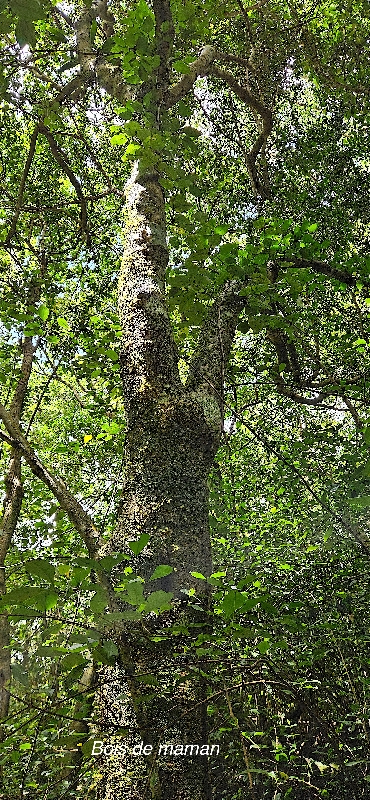 13 Maillardia borbonica Bois de maman Moraceae ENDEMIQUE LA REUNION .jpeg