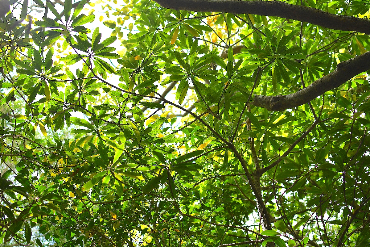 14 Ochrosia borbonica Bois jaune Apocynaceae ENDEMIQUE LA REUNION, MAURICE .jpeg