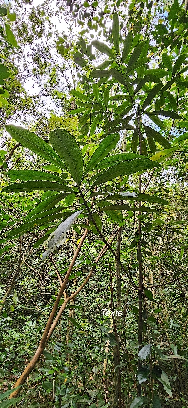 15 Ochrosia borbonica Bois jaune Apocynaceae ENDEMIQUE LA REUNION, MAURICE .jpeg