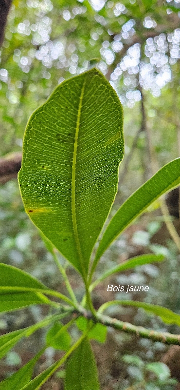 16 Ochrosia borbonica Bois jaune Apocynaceae ENDEMIQUE LA REUNION, MAURICE .jpeg