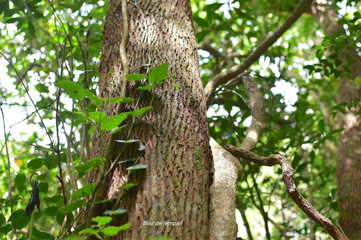17 Tronc Agarista salicifolia Bois de rempart Ericaceae INDIGENE LA REUNION .jpeg