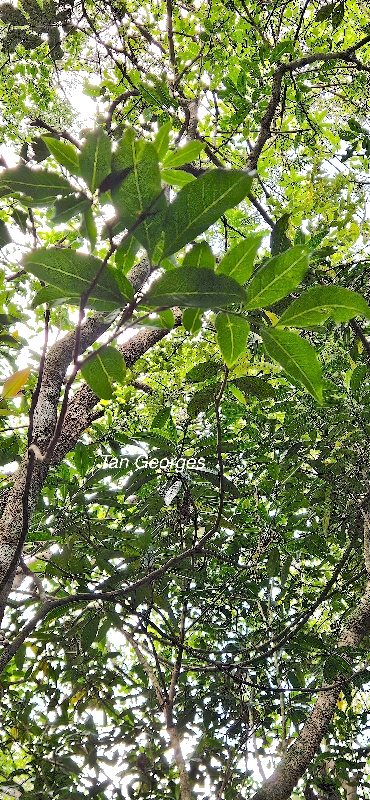 18 Molinaea alternifolia Tan Georges Sapindaceae ENDEMIQUE LA REUNION .jpeg