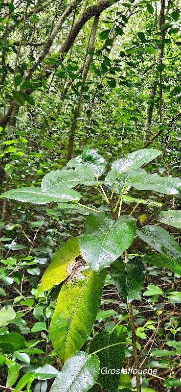 20 Ficus densifolia Gros affouche Moraceae ENDEMIQUE LA REUNION, MAURICE .jpeg