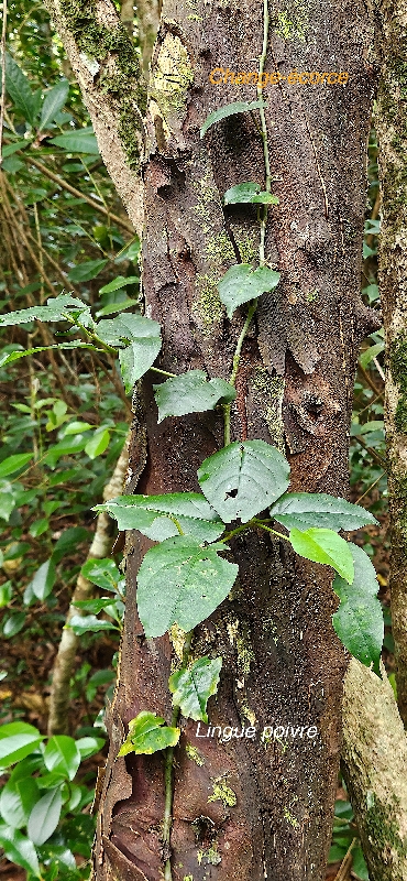 21 Piper borbonense Lingue poivre sur Change -écorce Piperaceae INDIGENE LA REUNION .jpeg