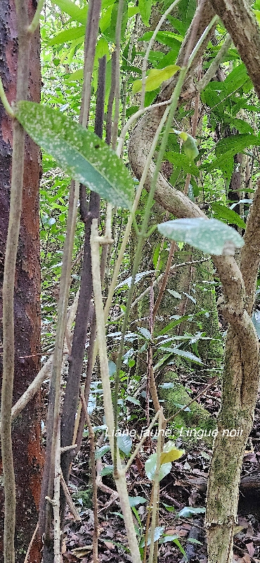 24 Danais fragrans Liane jaune, Lingue noir Rubiaceae INDIGENE LA REUNION .jpeg