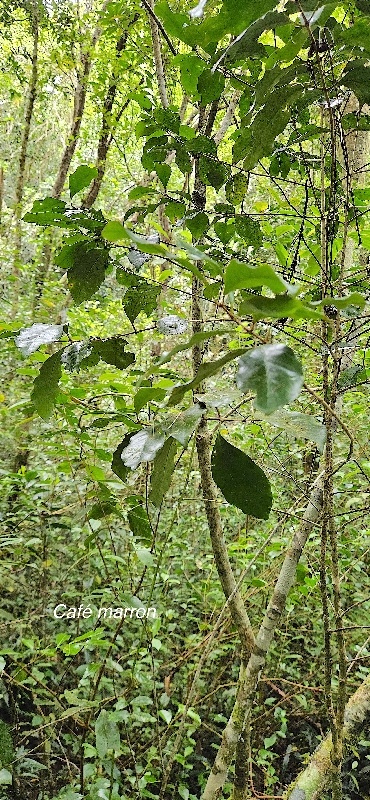25 Coffea mauritiana CAFE marron Rubiaceae ENDEMIQUE LA REUNION, MAURICE .jpeg