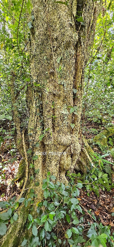 27 Nuxia verticillata Bois maigre Stilbaceae ENDEMIQUE LA REUNION, MAURICE .jpeg