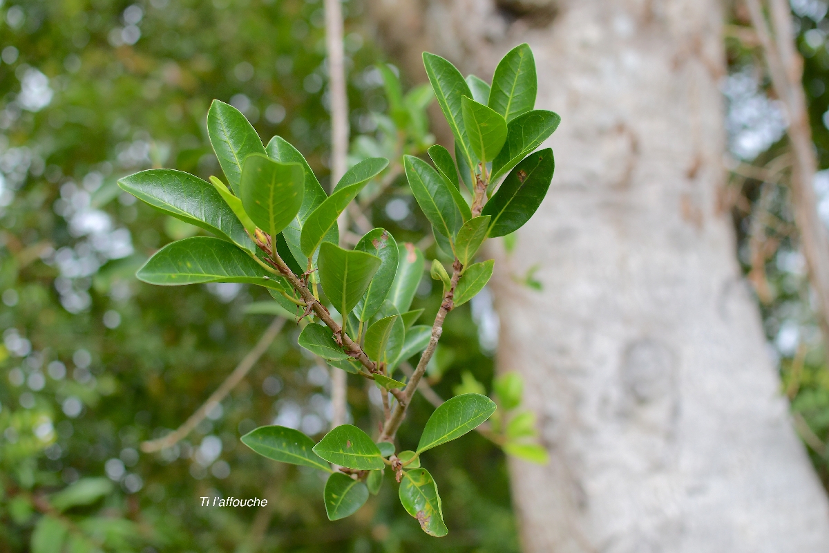 29 Ficus reflexa TI Affouche Moraceae INDIGENE LA REUNION .jpeg
