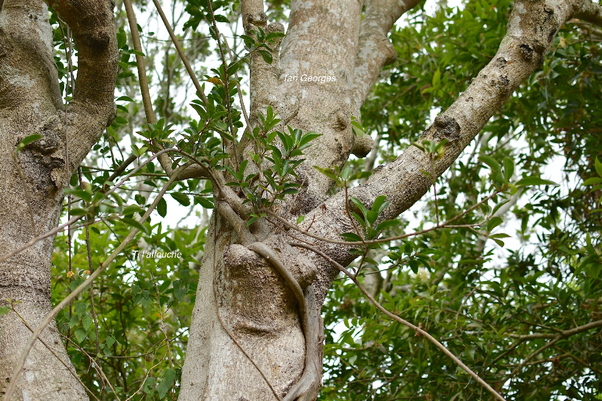 30 Ficus reflexa sur Molinaea alternifolia , TI AFFOUCHE Moraceae INDIGENE LA REUNION .jpeg