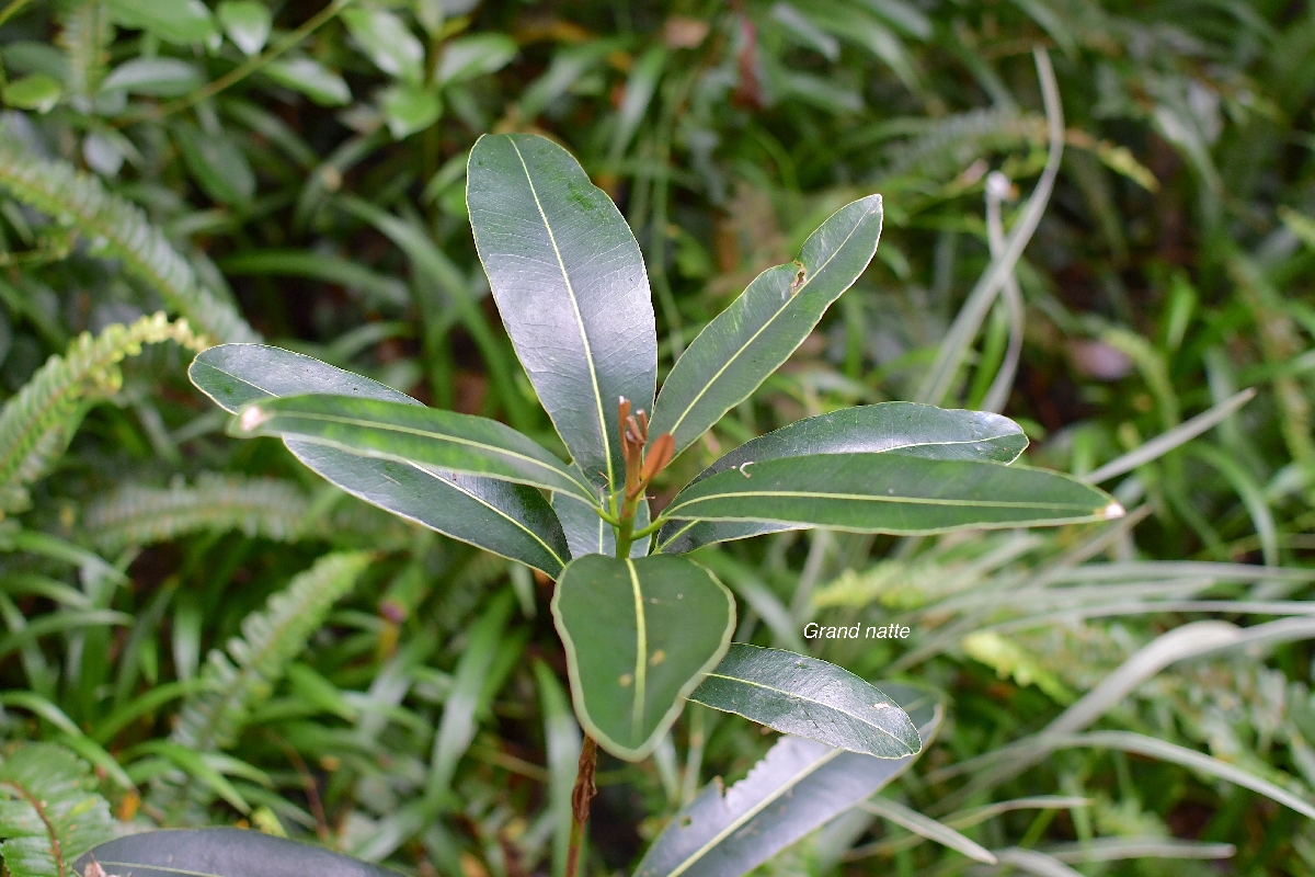 32 Mimusops balata Grand natte Sapotaceae ENDEMIQUE LA REUNION, MAURICE .jpeg