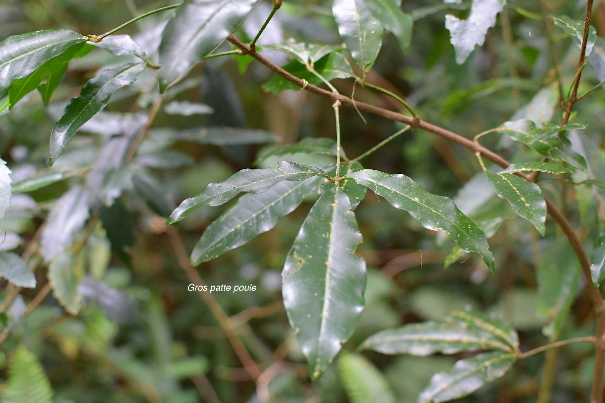 34 Melicope obtusifolia Gros patte poule Rutaceae ENDEMIQUE LA REUNION, MAURICE .jpeg