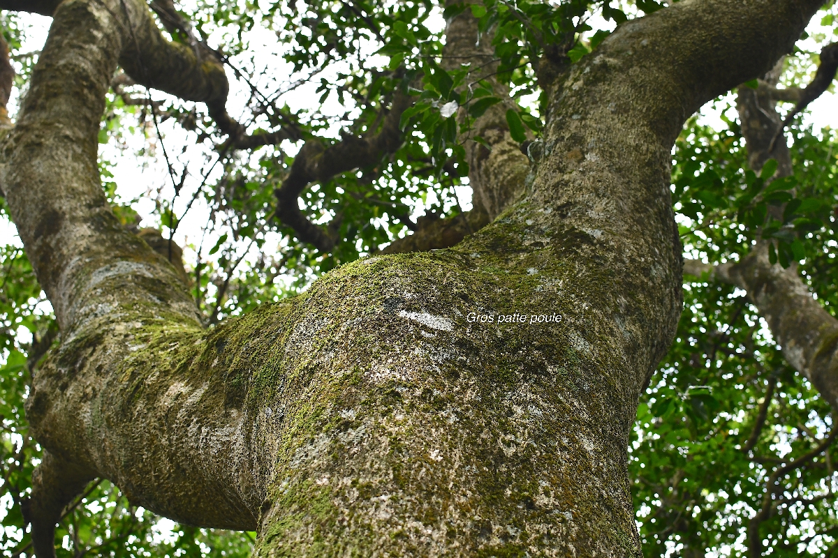 35 Melicope obtusifolia Gros patte poule Rutaceae ENDEMIQUE LA REUNION, MAURICE .jpeg