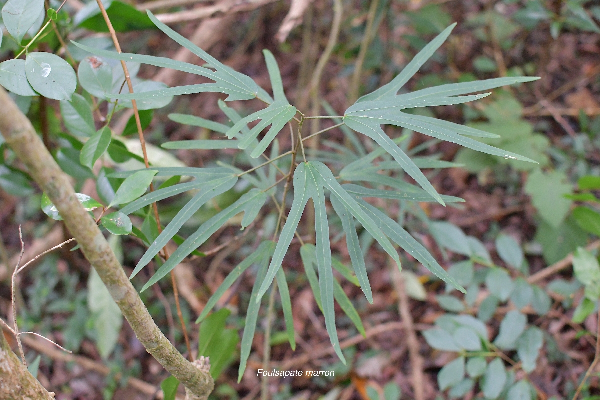 37 Hibiscus boryanus Foulsapate marron Malvaceae ENDEMIQUE LA REUNION, MAURICE .jpeg