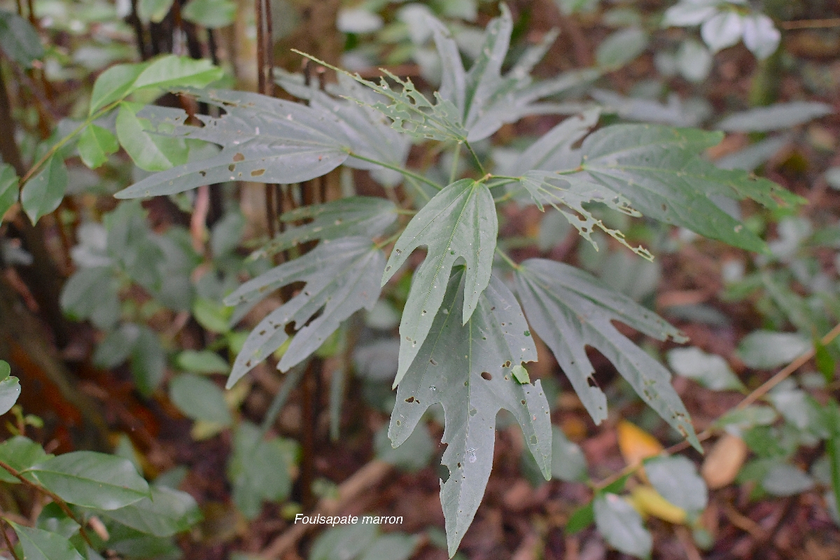 38 Hibiscus boryanus Foulsapate marron Malvaceae ENDEMIQUE LA REUNION, MAURICE .jpeg