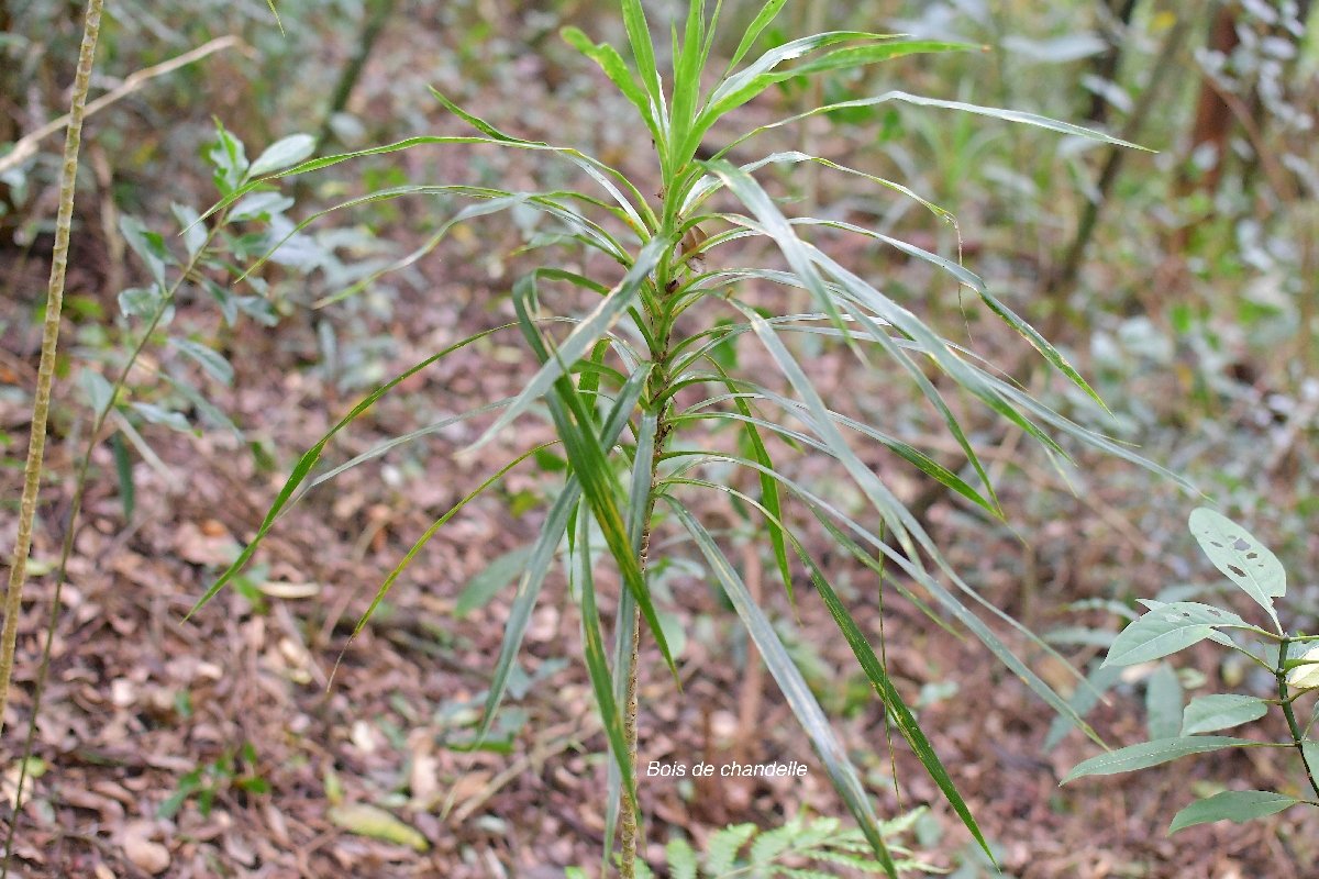 39 Dracaena reflexa Bois de chandelle Asparagaceae INDIGENE LA REUNION .jpeg