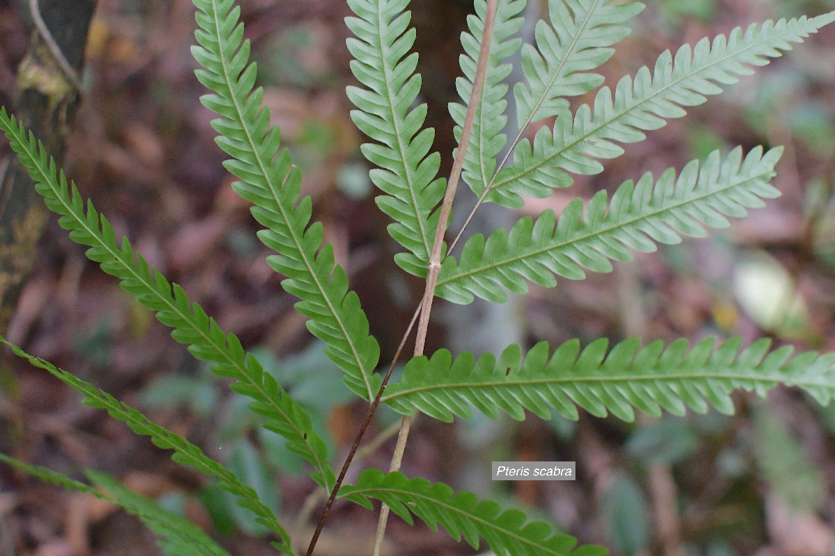 4 Pteris scabra Pteridaceae INDIGENE LA REUNION .jpeg