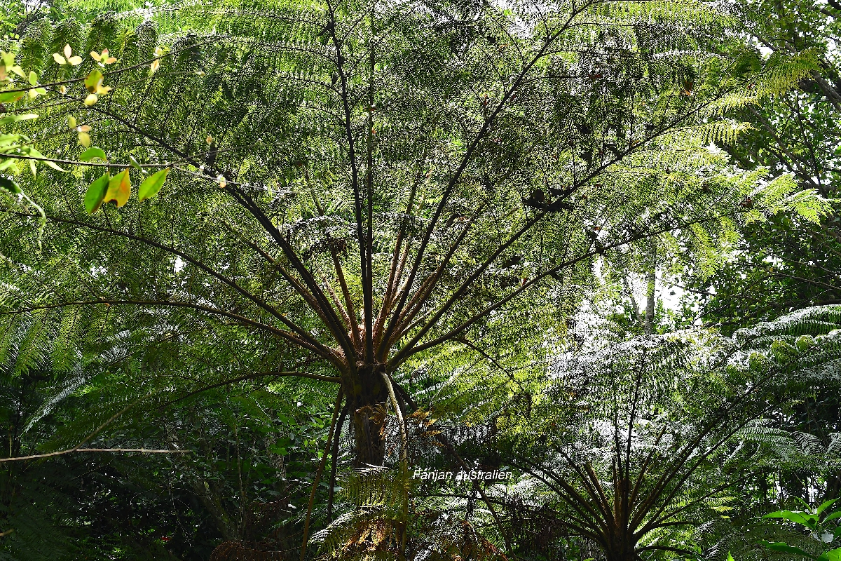 43 Sphaeropteris cooperi Fanjan australien Cyatheaceae AMPHINATURALISE ENVAHISSANT .jpeg