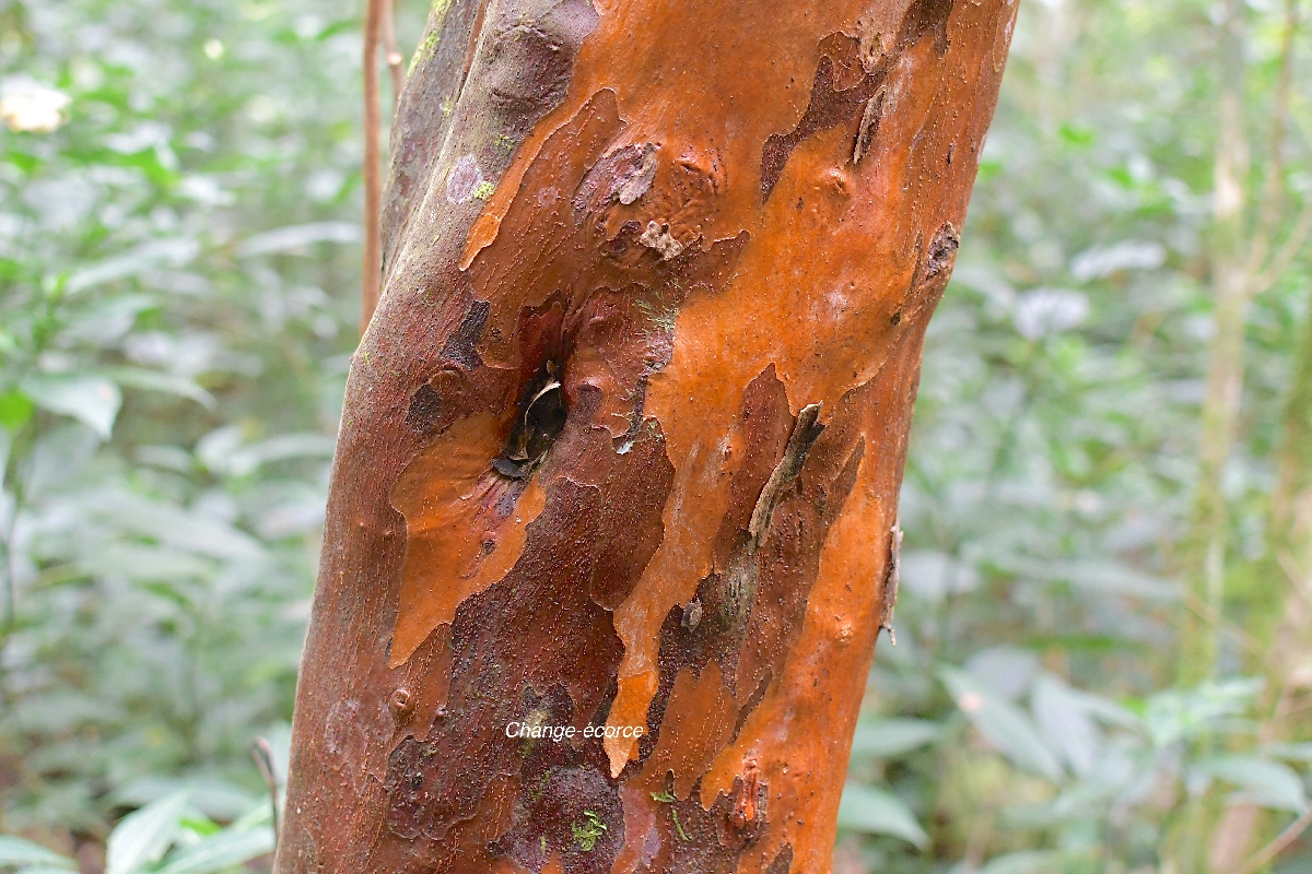 44 Aphloia theiformis CHANGE ECORCE .jpeg