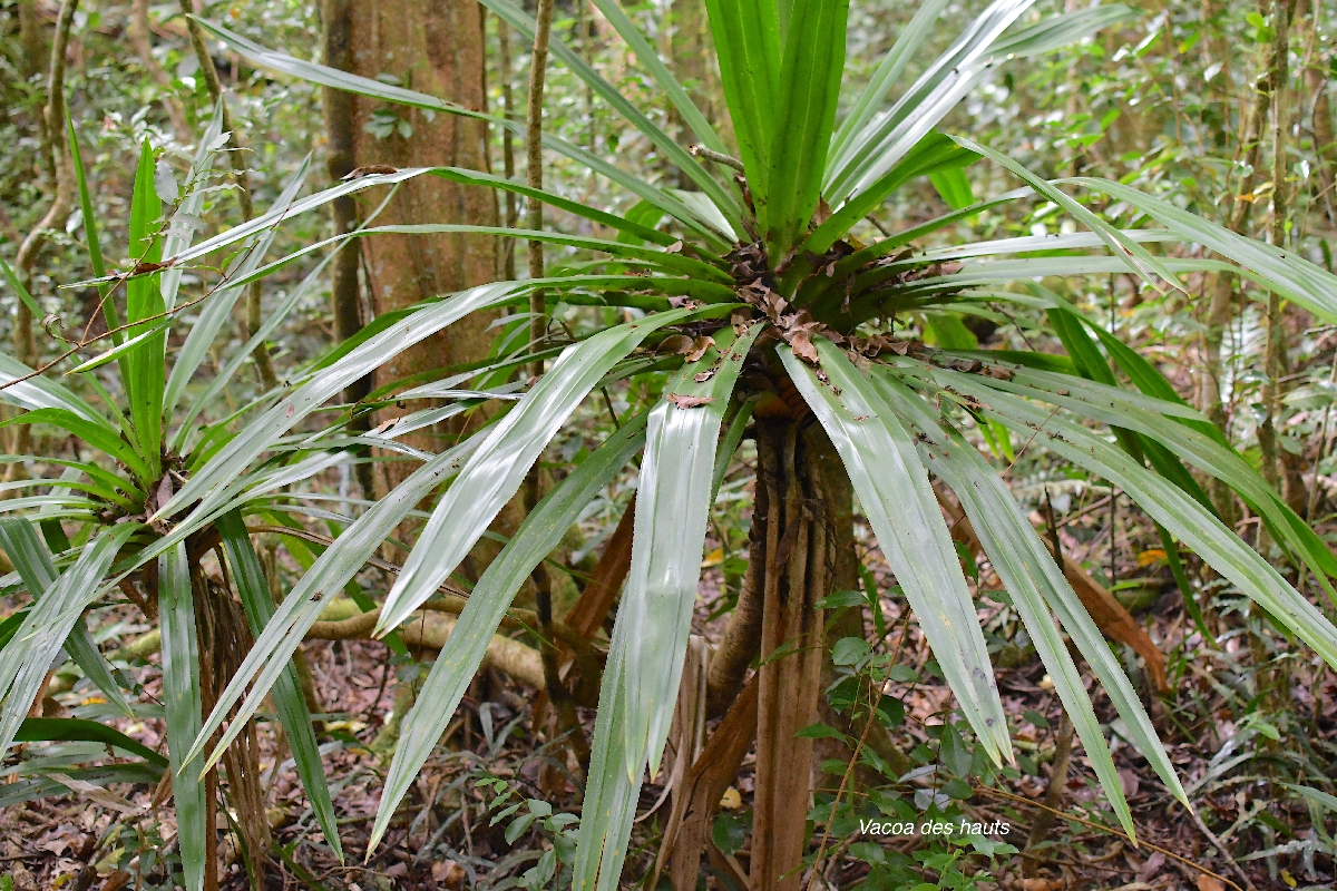 45 Pandanus purpurascens Vacoa des hauts Pandanaceae ENDEMIQUE LA REUNION .jpeg