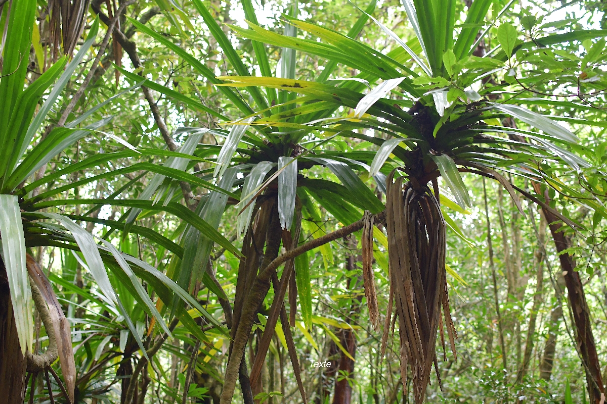 46 Pandanus purpurascens Vacoa des hauts Pandanaceae ENDEMIQUE LA REUNION .jpeg