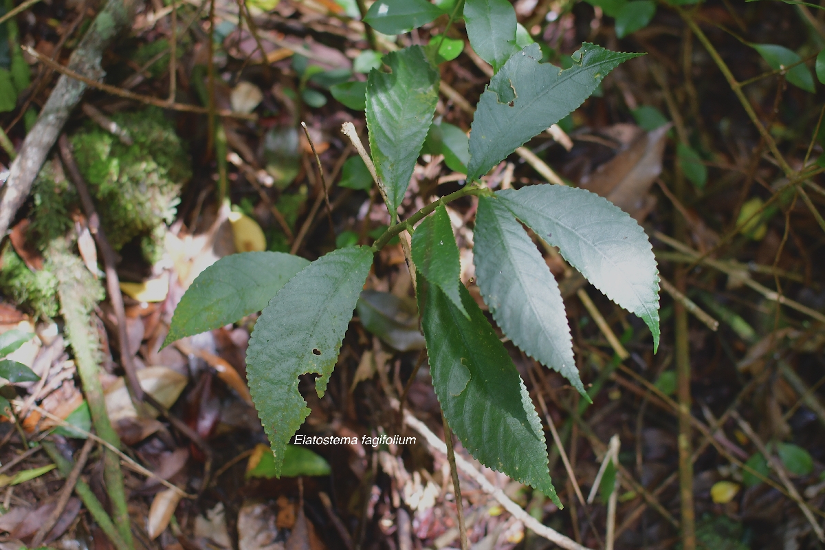 47 Elatostema fagifolium Urticaceae ENDEMIQUE LA REUNION, MAURICE .jpeg