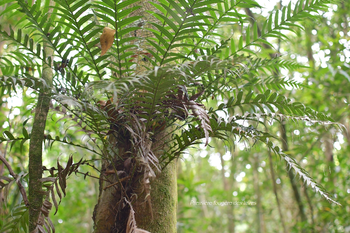 48 Lomaridium attenuatum PREMIERE FOUGERE DES LAVES Blechnaceae INDIGENE LA REUNION .jpeg