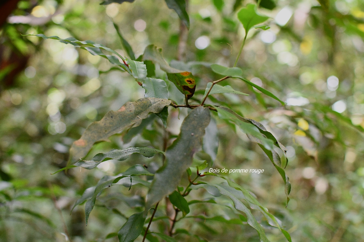 49 Syzygium cymosum Bois de pomme rouge Myrtaceae ENDEMIQUE LA REUNION, MAURICE  .jpeg