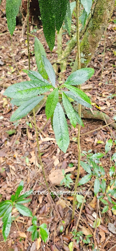 5 Claoxylon racemiflorum Grand bois cassant Euphorbiaceae ENDEMIQUE LA REUNION .jpeg