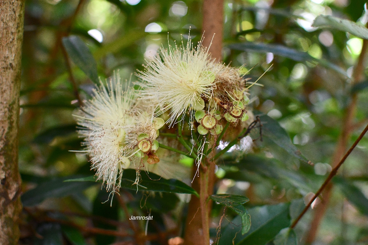 51 Syzygium jambos Jamrosat Myrtaceae AMPHINATURALISE TRES ENVAHISSANT .jpeg