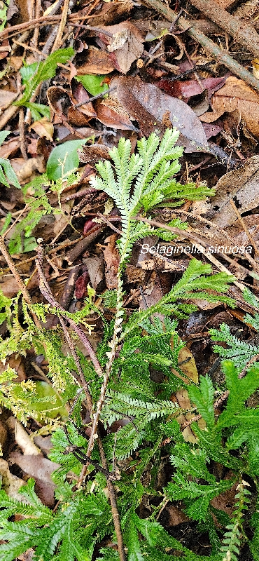 7 Selaginelle sinuosa Selaginellaceae ENDEMIQUE LA REUNION .jpeg