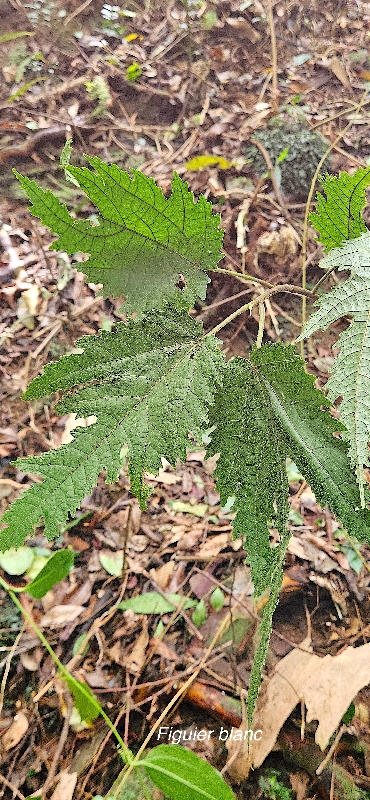 8 Ficus lateriflora Figuier blanc Moraceae ENDEMIQUE LA REUNION, MAURICE .jpeg