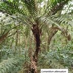 32- Lomaridium attenuatum (1).jpg