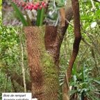 49- Agarista salicifolia-2.jpg