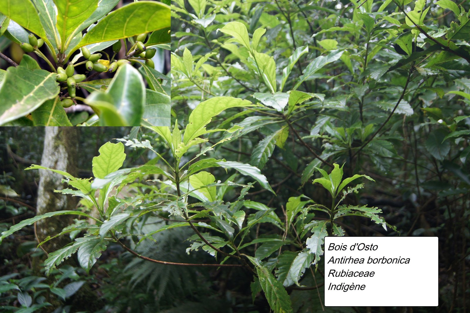 51- Antirhea borbonica- Bois d'Osto (1).JPG