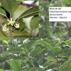 56- Bois de lait- Tabernaemontana mauritiana.JPG