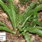 81 -Nephrolepis cordifolia (1).JPG