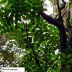 89 -Polyscias repanda- Araliacées- B (3).jpg