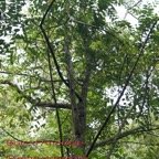 91-Trema orientalis.jpg