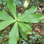 95- Badula grammisticta.jpg
