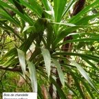 98- Dracaena reflexa-2.jpg