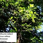 Ficus reflexa-2.JPG