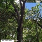 119- Olea lancea-4.jpg