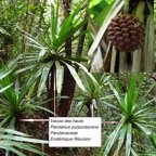 120- Pandanus purpurascens.jpg