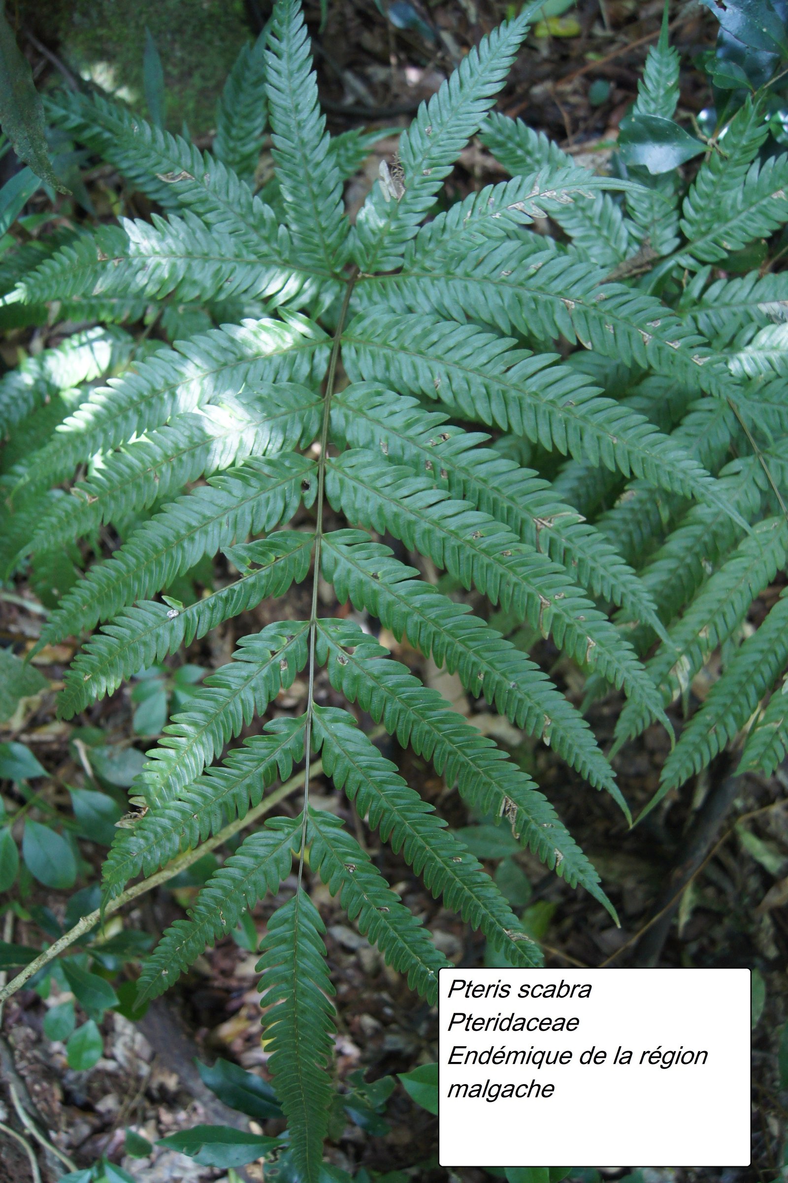124- Pteris scabra-3.JPG
