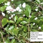 125- Coffea mauritiana- BM (2).JPG