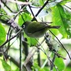 Oiseau lunette-2.JPG