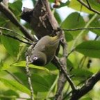 Oiseau lunette-3.JPG