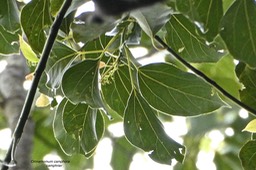 Cinnamomum camphora .camphrier. lauraceae.