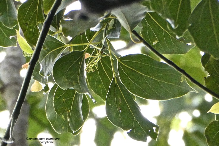 Cinnamomum camphora .camphrier. lauraceae.