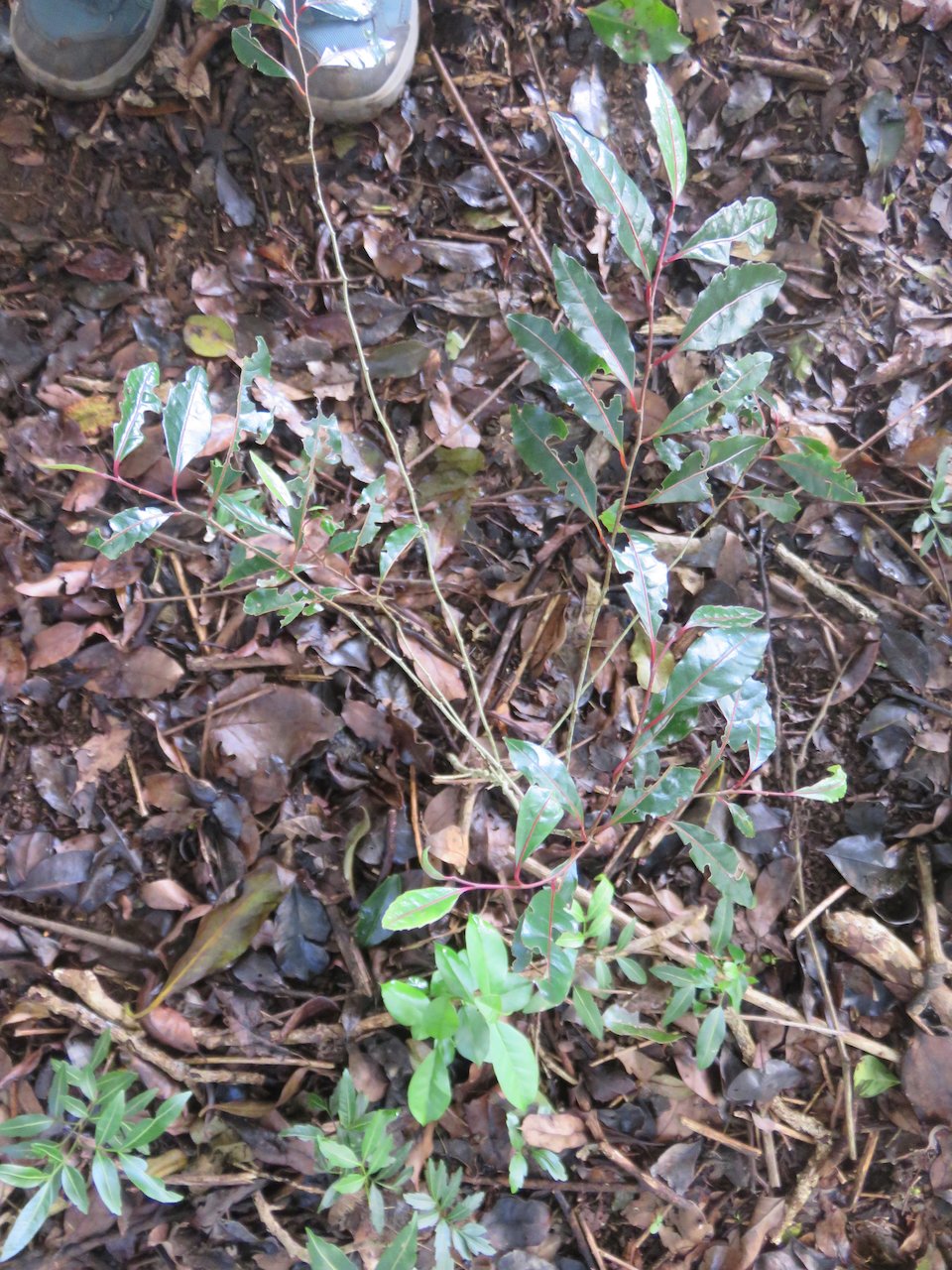                   3. ??? Homalium paniculatum - Corce blanc - Salicacée             